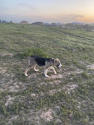 аргентинский дог: Алабай, 4 месяца, Самец, С прививкой — 6