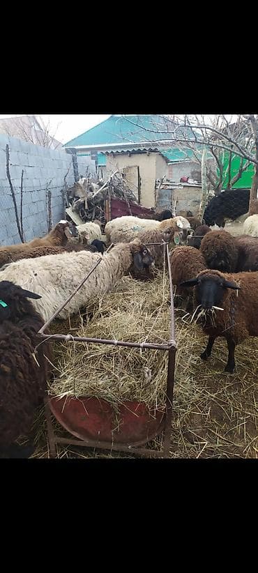 Продаю | Овца (самка) | Полукровка | Для разведения | Матка at lalafo.kg Продаю | Овца (самка) | Полукровка | Для разведения | Матка