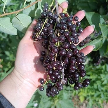 Дом и сад: Черемуха саженцы однолетка . Цена окончательная . Нижняя Алаарча. - — 2