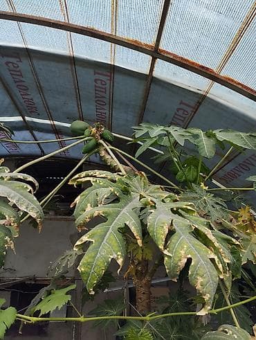 папайя: Папайя (Carica papaya) в горшках — саженцы для теплицы или зимнего — 6