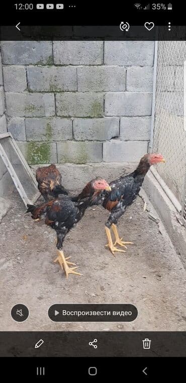 купить собаку шпица недорого: Дакан шамо петушки ( обмен не интересуют ) — 4