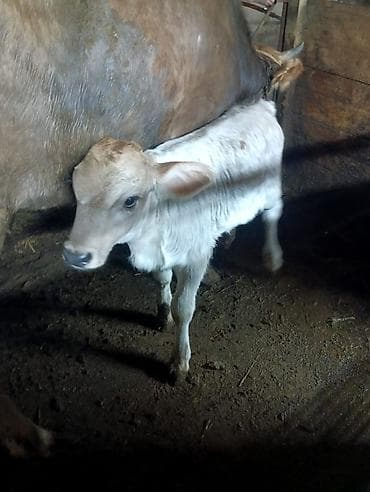 быки тёлки: Продаю | Музоо, торпок | На откорм — 3