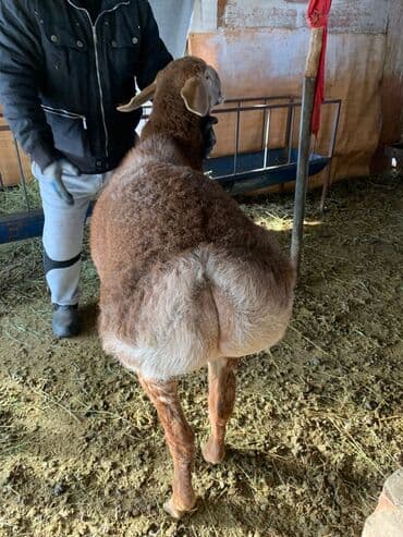 продажа шпицов: Продаю | Баран (самец) | Арашан | Для разведения | Племенные — 7