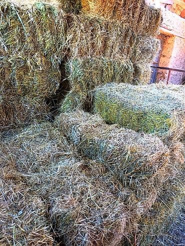 Беде тук сатылат 250 сом с доставкой 1 чабыкчоп аралаш тикен ачуу at lalafo.kg Беде тук сатылат 250 сом с доставкой 1 чабыкчоп аралаш тикен ачуу
