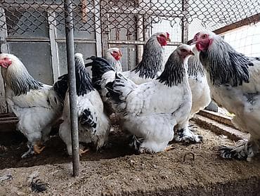 корейский тоджон: Петухи. Корейский тоджон-1500, брама светлая-1500, брама — 6