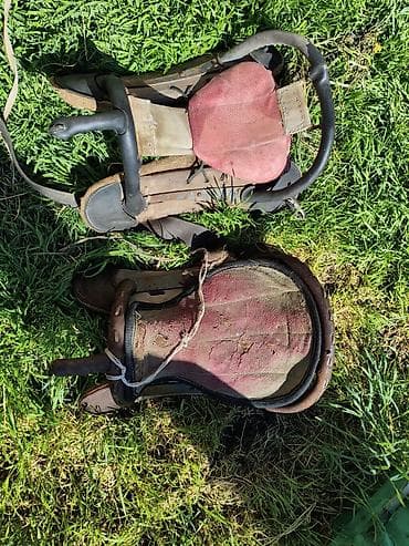 лекарство для животных: Продаю | Конь (самец) — 1