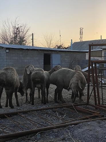 самоед купить: Продаю | Баран (самец) | Арашан | Для разведения | Осеменитель — 3
