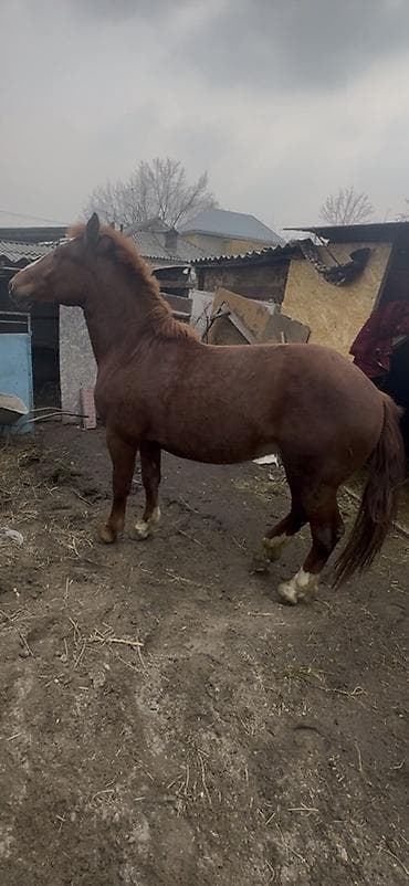 А/ч жаныбарлары үчүн тоюттар: Сатам | Жылкы (эркек), Байтал, Тай | Першерон, Дончак | Союуга, Көбөйтүү үчүн, Сүт алуу үчүн — 4