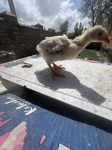 домашние птицы: Продаю | Цыплята | Домашняя | На забой — 2