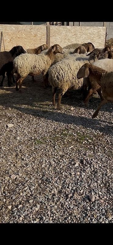 стельные тёлки: Продаю | Овца (самка) | Для разведения | Матка — 4