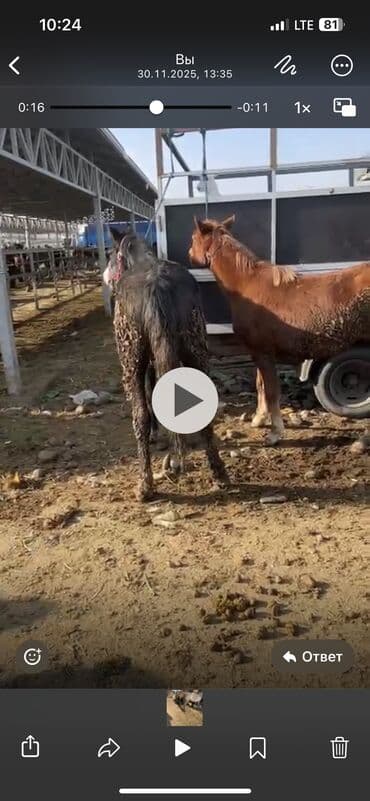 кормовой сабиз: Продаю | Жеребенок | Рабочий — 5