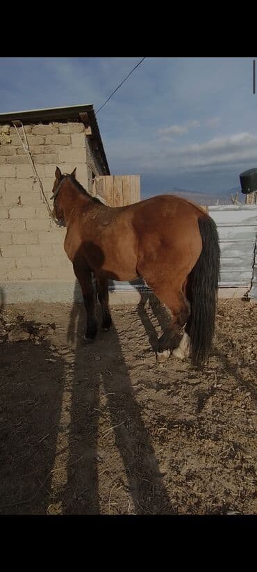 сколько стоит шотландский вислоухий котенок: Продаю | Кобыла (самка) | Рабочий — 1