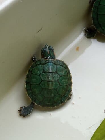 Водная черепашка красноухая). в наличии 2 шт одна девочка один