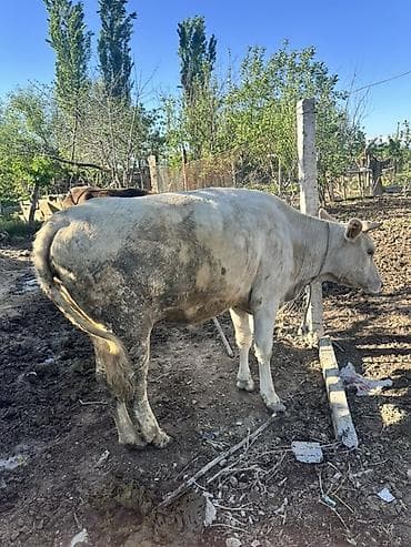 продаю дровилка: Продаю | Корова (самка), Тёлка | Для разведения | Искусственник, Привязанные — 4