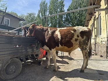 обстрел собак: Продаю | Бык (самец) | Привязанные — 1