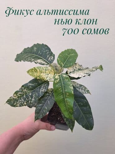 газон готовый: ● Комнатные растения (укоренённые черенки, молодые растения, взрослые — 10