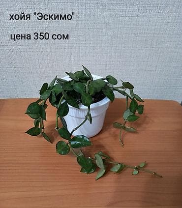 Комнатные растения

Адрес Токтогула/Уметалиева