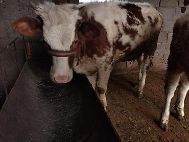 парода бука: Продаю | Бык (самец) | Полукровка | На откорм | Привязанные — 2