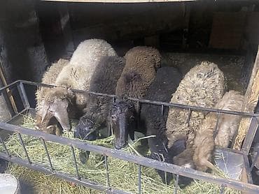 ягнята кочкоры: Продаю | Овца (самка) | Полукровка | Для разведения — 1