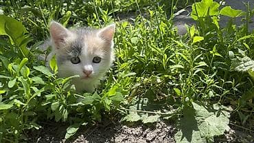 Кошки: Отдам котят в добрые руки 🐾 Ищем заботливых хозяев для трёх — 4