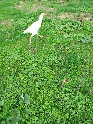 ветеринар вызов дом в бишкеке: Продаю | Куры | На забой — 6