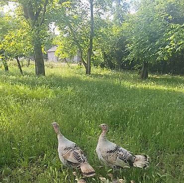 аары ящик алам: Сатам | Ургаачы күрп (ургаачы) | Көбөйтүү үчүн | Асыл тукумдуу — 1