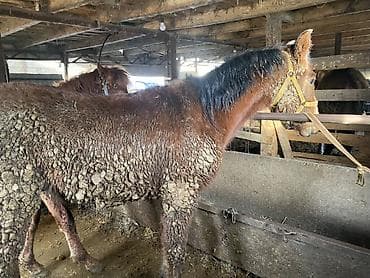 Аквариумдар: Сатам | Тай | Көбөйтүү үчүн — 3