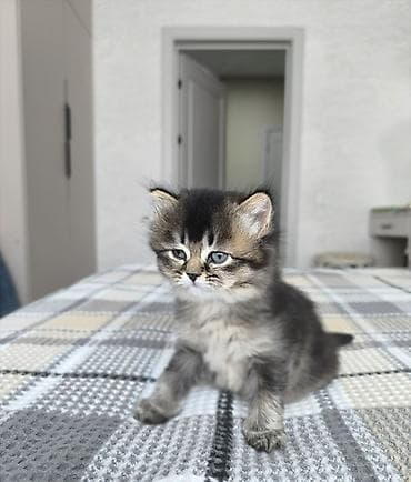 котята черные: 1 месяц, Девочка, Проглистована — 1