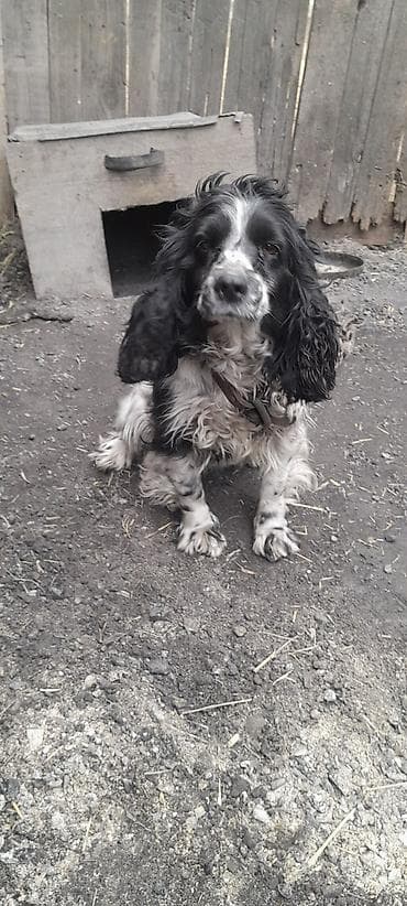 продажа домашних животных: Английский кокер-спаниель, черно-белый (крап), длинноухий. Компактный — 1
