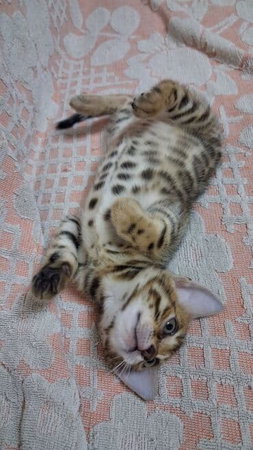 продать собаку: Бенгальская, 2 месяца, Девочка, Приучена к лотку, Проглистована, С документами — 4