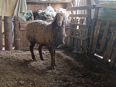 аквариум продаю: Окончательно 25 — 1