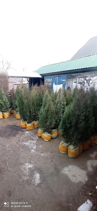 саженци: Саженцы деревьев: Туи, Самовывоз — 6