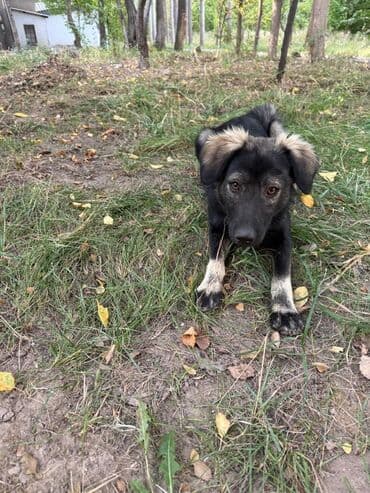 домик для собаки купить: 1 год, Самец, С прививкой — 1
