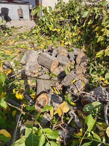 Дрова Орех, Самовывоз