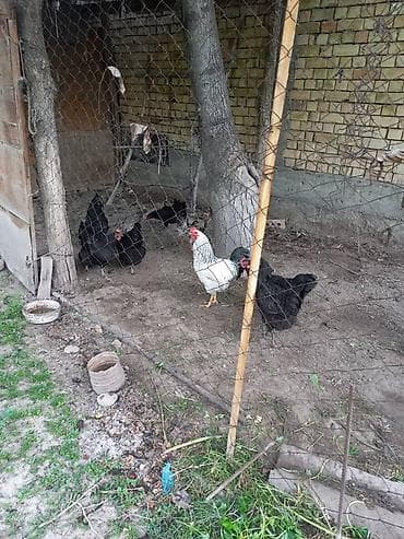 Продаю | Петух | Домашняя