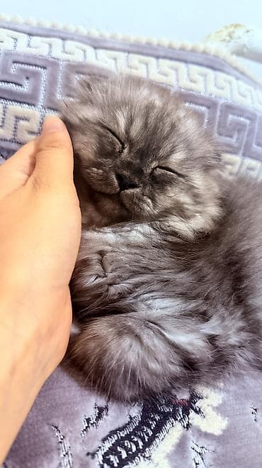 Скотиш Фолд (Шотландская вислоухая), 3 месяца, Мальчик, Серый, Приучена к лотку