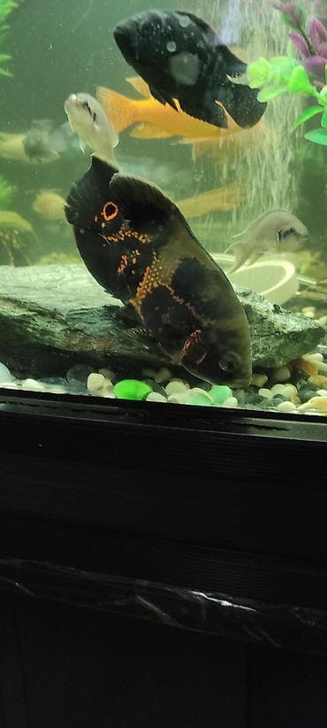 африканские сом: Астронотус (Oscar, Astronotus ocellatus) - Крупная яркая цихлида с — 4