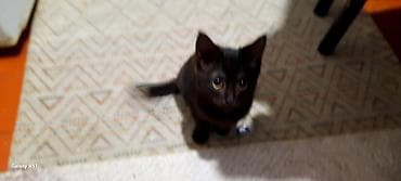 купить кошку: Кошка даром: Беспородная, 9 месяцев, Мальчик — 3