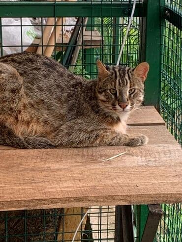 леопардовая кошка цена: Экзотикалык, 1 жаш, Эркек, Документтери менен, Эмделген, Курттардан тазаланган — 1