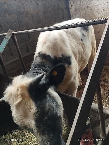 для коровы: Продаю | Корова (самка) | Бельгийская — 1