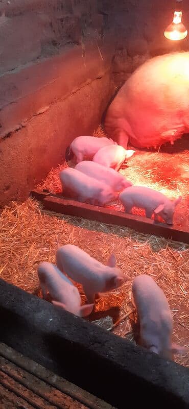 Айыл-чарба жаныбарлары: Сатам | Торопой | Чоң ак | Көбөйтүү үчүн — 8