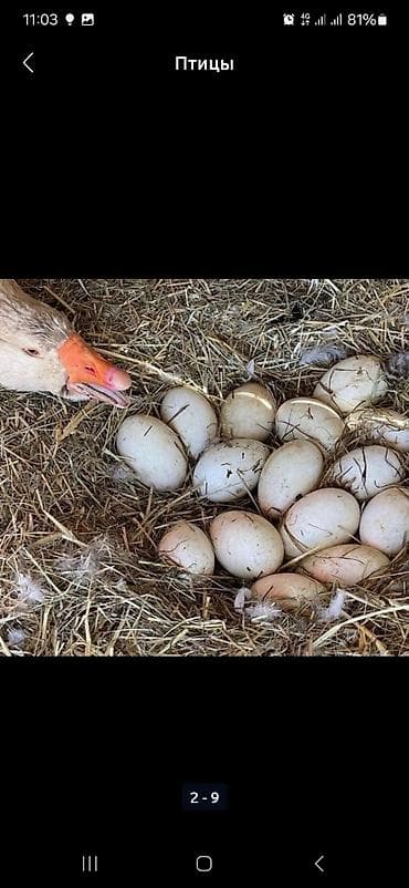 Животные: В наличии около100шт свежие инкубационные яйца ГУСИНЫЕ, порода — 7