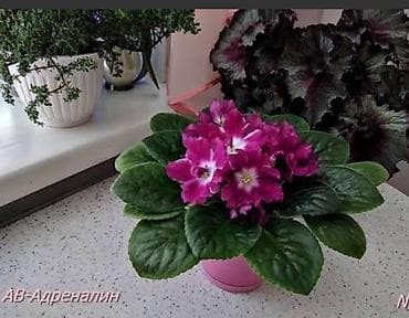 фиалки сортовые: В продаже детки сортовых фиалок .Район Тоголок — 6