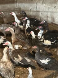 когучкон бишкек: Индоутки 57 голов — 2