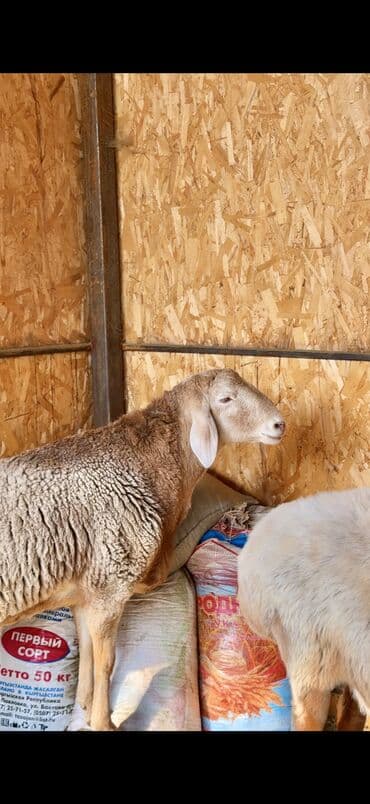 племенные коровы молочные купить: Продаю | Овца (самка), Баран (самец) | Арашан | Для разведения | Матка — 3