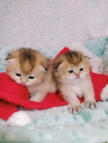 британская кошка серебристая шиншилла: Предлагаем для бронирования чистопородных малышей. Окрас: золотая и — 3