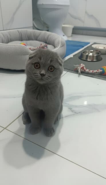 купить черную немецкую овчарку: Шотландский вислоухий котёнок (Scottish Fold) - Окрас: сплошной серый — 1