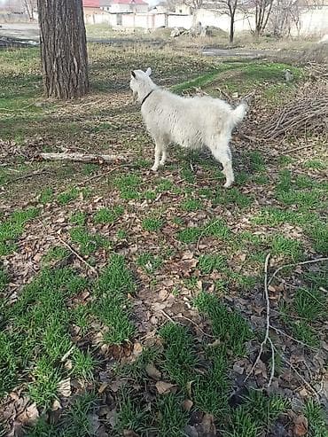 вислоухие котята бишкек: Продаю | Козёл (самец) | Зааненская | Для молока | Осеменитель — 2