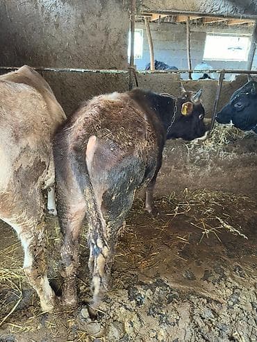 кормушка для крс: Продаю | Бык (самец) | На откорм | Привязанные — 3