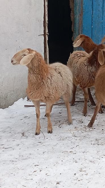 Продаю | Овца (самка) | Арашан | Для разведения | Ярка